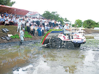 Sắc xuân đồng bằng