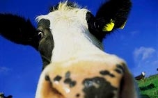 Bò cho nhiều sữa khi được đặt tên