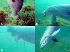 Cá heo mũi chai - 
“đầu bếp” tuyệt vời dưới đại dương