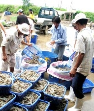 Nhiều mô hình mới cần nhân rộng