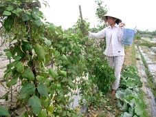 "Vành đai xanh" - bao giờ?