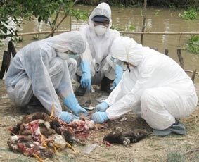 Đẩy mạnh công tác phòng chống dịch cúm gia cầm