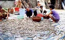 Nỗi lo cho mùa tôm chính vụ