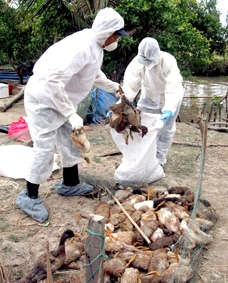 Làm gì để ngăn chặn nguy cơ bùng phát dịch cúm gia cầm?