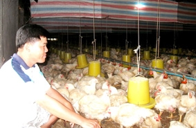 Làm gì để ngăn chặn nguy cơ bùng phát dịch cúm gia cầm?