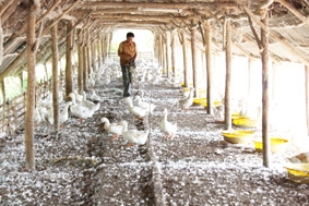 Phải có sự phối hợp đồng bộ, khẩn trương và quyết tâm cao