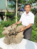 Một nông dân trồng được củ khoai mỡ nặng 52 kg