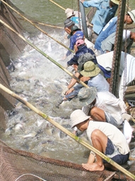 Gỡ khó cho ngành nuôi trồng, chế biến, xuất khẩu thủy sản ĐBSCL