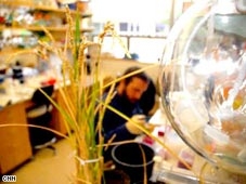 Giống lúa “sống chung với lũ”