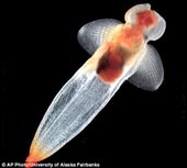 Nhiều sinh vật lạ dưới biển Bắc và Nam Cực