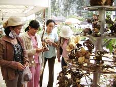 Biến thứ liệu từ dừa thành sản phẩm giá trị