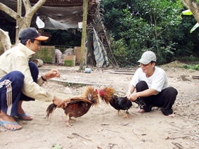 Cuộc đỏ đen ở trường đá gà đất cù lao
