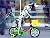 Chó đốm cưỡi xe đạp