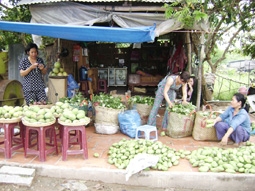 Đặc sản xoài cát Cao Lãnh