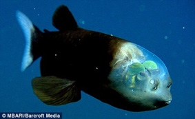 Cá có đầu trong suốt