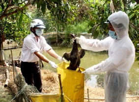 Triển khai các biện pháp cấp bách phòng, chống dịch cúm gia cầm