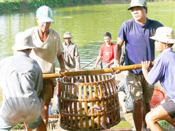 Để sản phẩm cá tra ĐBSCL đứng vững trên thương trường