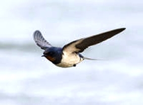 Chim én bay nhanh thế nào?