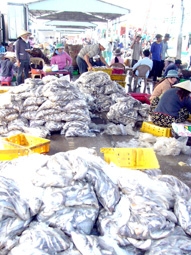 Nhộn nhịp những chuyến ra khơi