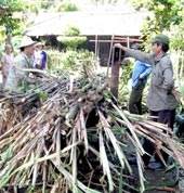 Giá mía nguyên liệu tăng cao