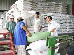 Lúa thường đang hút hàng