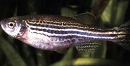 Nghiên cứu bệnh tim ở cá sọc vằn