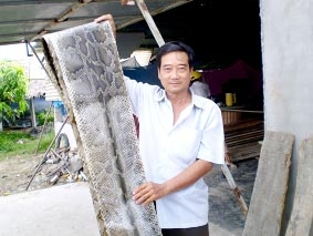 Thái Vinh Thai - chuyên gia nuôi trăn "bất bại"