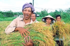 Để nông dân trồng lúa thật sự có lợi nhuận