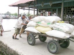 Cần Thơ nỗ lực hỗ trợ doanh nghiệp tiêu thụ lúa