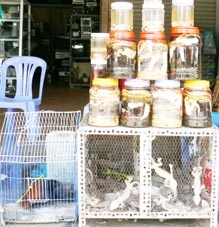 Động vật hoang dã được bày bán công khai