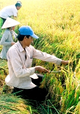 Cảnh báo nguy cơ thừa đọng lúa hàng hóa