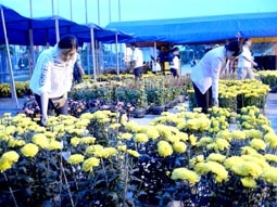 Giống hoa cấy mô - tiềm năng phát triển