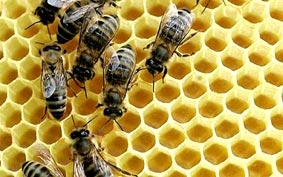 “Công dân” mẫu mực