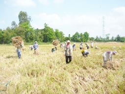 Hỗ trợ nông dân sản xuất lúa hiệu quả