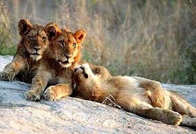 101 Câu hỏi hay nhất mọi thời đại (Kỳ 11)