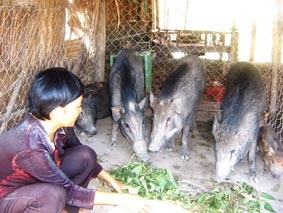 Hai lúa nuôi thú hoang dã trên cồn