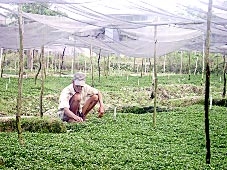 Hướng đến an toàn, giảm chi phí và xuất khẩu