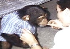 Tại sao tinh tinh khỏe hơn người?