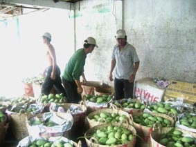 Xoài lại rớt giá!