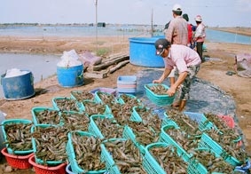 Xuất khẩu thủy sản còn nhiều thách thức