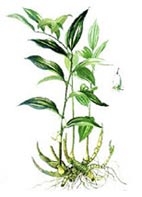 Trị loét miệng theo y học cổ truyền