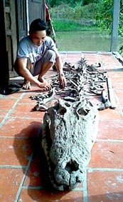 Vĩnh Long: Phát hiện bộ xương cá sấu to, lâu đời