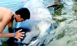 Ăn nhầm cá mập quý