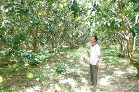 Bưởi Năm Roi Mỹ Hòa đi Tây