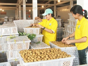 Lúa đông xuân trúng mùa, được giá