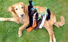 Món khoái khẩu của chó