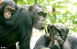 Tinh tinh cũng biết “đổi thịt lấy tình”