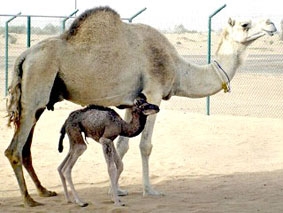 Lạc đà nhân bản đầu tiên trên thế giới chào đời
