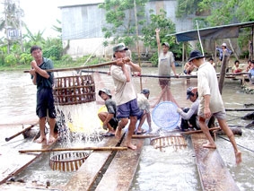Người nuôi cá tra đã có lời, nhưng...