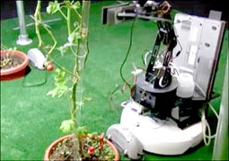 Robot trồng cà chua